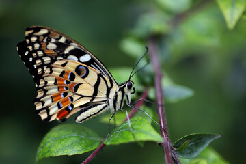 butterfly on leaf