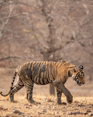 Fototapeta na wymiar wild male bengal tiger or panthera tigris cub walking side profile body covered in mud coming out of sludge in dry summer season at ranthambore national park forest resereve rajasthan india asia