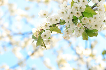 Blossoming white cherry flowers close-up. Blooming spring tree against the blue sky, natural background. Photo for a banner with a spring background of a blossoming fruit tree