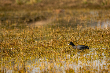 Eurasian coot or common coot or Australian coot or Fulica atra in wetland or shallow water in winter season at keoladeo national park or bharatpur bird sanctuary rajasthan india asia