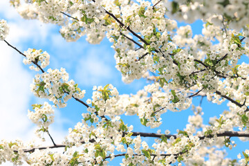 Branches of blossoming white cherries against a blue sky, selective focus. Blooming tree in spring, branches in different focus. Natural background