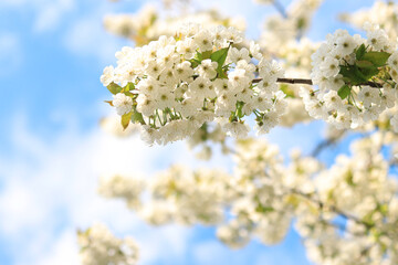 Branches of blossoming white cherries close-up. Blooming spring tree against the blue sky, natural background. Photo for a banner with a spring background of a blossoming fruit tree