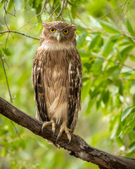 Brown fish owl or Bubo zeylonensis or Ketupa zeylonensis closeup perched on branch with eye contact in natural green wild background safari at ranthambore national park forest rajasthan india asia