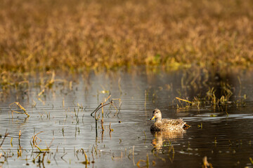 Gadwall or Mareca strepera in early morning winter light floating in water with reflection at wetland of keoladeo national park or bharatpur bird sanctuary rajasthan india asia