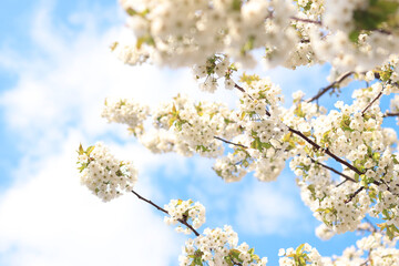 Branches of blossoming white cherries against a blue sky, selective focus. Blooming tree in spring, branches in different focus. Natural background