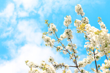 Branches of blossoming white cherries against a blue sky, selective focus. Blooming tree in spring, branches in different focus. Natural background