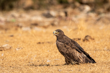 Steppe eagle or Aquila nipalensis with wingspan in golden hour light during winter migration at...