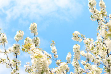 Branches of blossoming white cherries against a blue sky, selective focus. Blooming tree in spring, branches in different focus. Natural background