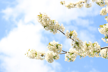 Branches of blossoming white cherries against a blue sky, selective focus. Blooming tree in spring, branches in different focus. Natural background