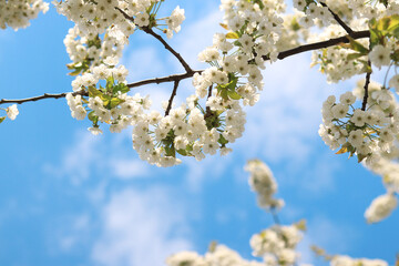 Cherry blossom close-up against a blue sky with clouds. Beautiful white flowers on branches with selective focus. Tree blooming in spring