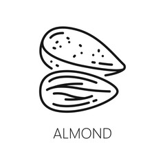Shelled almond seeds isolated drupes of fruit in hard shell outline icon. Vector edible seeds, natural vegetarian food, organic healthy superfood