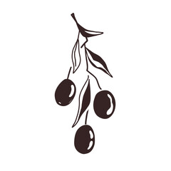 Olive Branch with two fruits and leaves, outline black palette, doodle hand drawn style. Vector isolated Illustration, premium olive oil logo