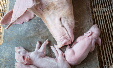 Top view of A week-old piglet cute newborn sleeping on the pig farm with mama pig © NARONG