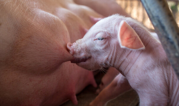 A week-old newborn piglet is suckling from its mother in pig farm,Close-up of Small piglet drinking milk from breast in the farm