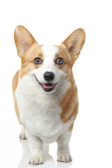 Corgi dog shot indoors against white background, white background image, closeup shot