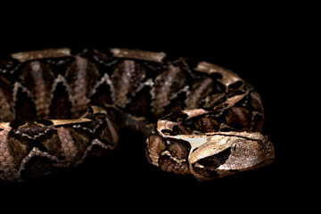 West African Gaboon viper(Bitis rhinoceros),Black background, dark studio close-up lights