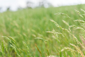 pasture grass going to seed in spring