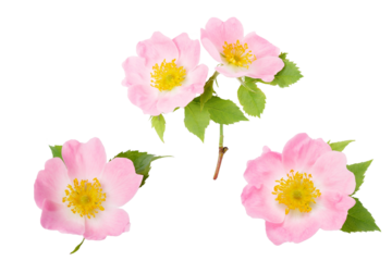Rosehip flower with leaf on white background