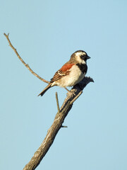 Cape Sparrow at Zandvlei Estuary