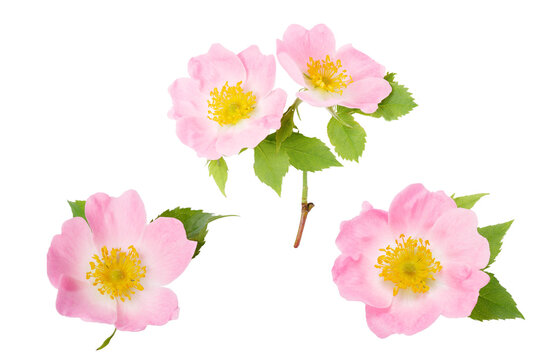 Rosehip flower with leaf on white background