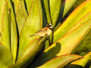 Male Cape Sparrow on Aloe