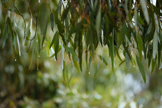 Green Eucalyptus leaves with rain drops