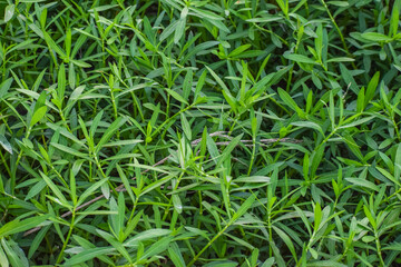 Seamless green grass background. Fresh grass. 