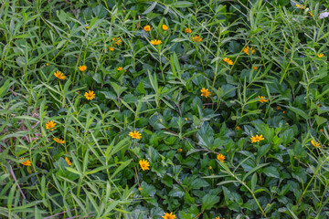 Yellow daisy flowers and green leaves background. Singapore daisy, creeping-oxeye. Wedelia trilobata (or) Sphagneticola trilobata.