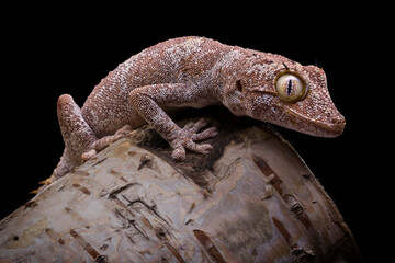 Strophurus ciliaris,Northern Spiny tailed Gecko,On a tree branch, indoor shot close up, black...