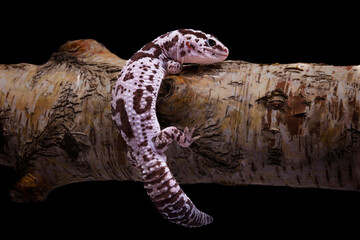 An African fat tailed gecko.This reptile has the scientific name Hemitheconyx caudicinctus.on a tree branch, indoor shot