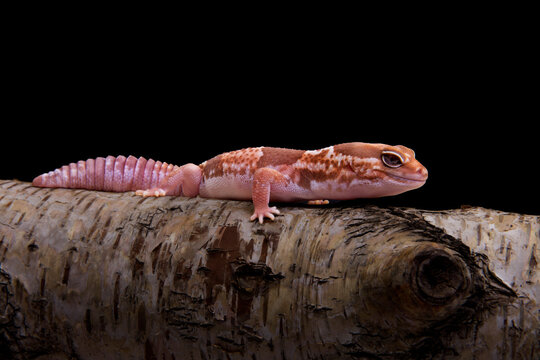 An African fat tailed gecko(caramel colour).This reptile has the scientific name Hemitheconyx caudicinctus.on a tree branch, indoor shot