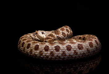hognose snake(Heterodon),eterodon nasicus,Black background, dark studio close-up lights
