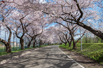 北斗市桜回廊