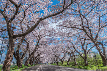北斗市桜回廊