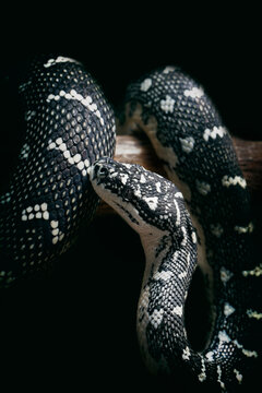 Black Diamond Python(Morelia spilota spilota), a breed that lives in southeastern Australia, on a black background, studio close-up lighting