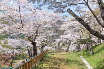 函館公園の桜