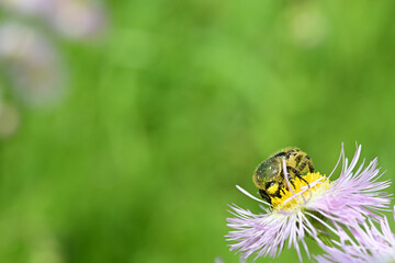 ハルジオンの花粉を食べるコアオハナムグリ（埼玉県/4月）