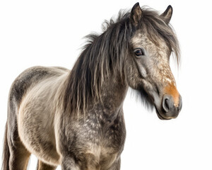 Obraz na płótnie Canvas photo of Connemara, breed of pony, isolated on white background. Generative AI