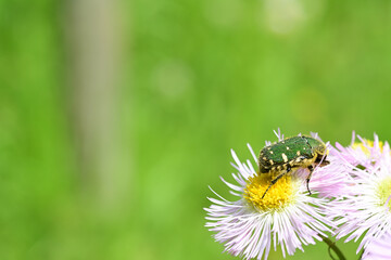 ハルジオンの花粉を食べるコアオハナムグリ（埼玉県/4月）