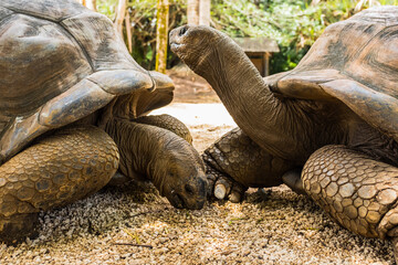 giant tortoises in a zoo on the island of Mauritius, Africa on a sunny day - 595900559
