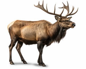 photo of American elk isolated on white background. Generative AI