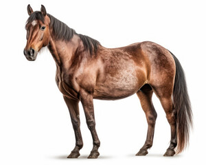 Obraz premium photo of Criollo, horse breed of Argentina isolated on white background. Generative AI