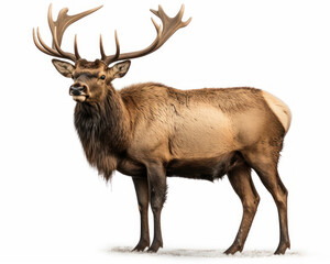 photo of American elk isolated on white background. Generative AI