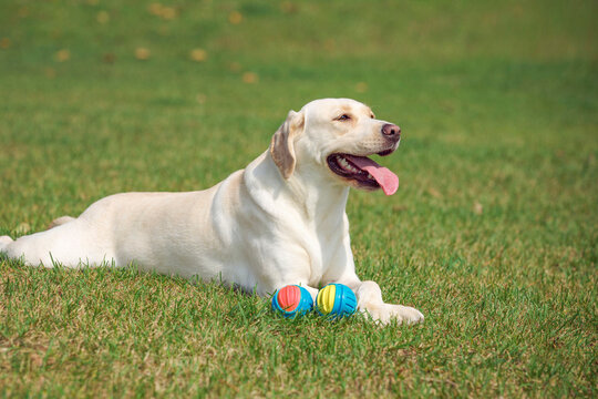 The picture of playing toys with the pet Labrador on the outdoor grass, the warm picture of accompanying the pet