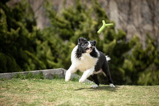 The picture of playing toys with the pet border collie on the outdoor grass, the warm picture of accompanying the pet