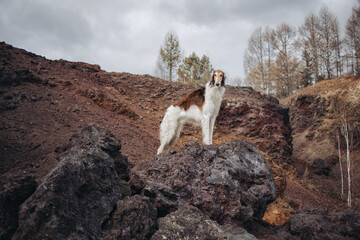 A red hound dog stands on the edge of an ancient volcano