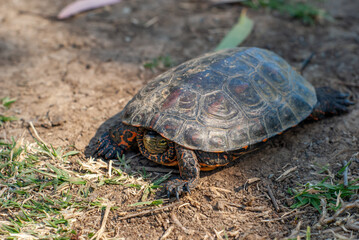 Imagen lateral de una mauremys leprosa o galápago, tomada a orillas del río Guadiana en la provincia de Badajoz.