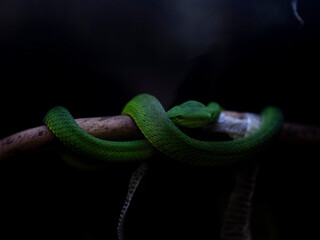 Green snake wrapped around a tree branch, green skin, photography close-up