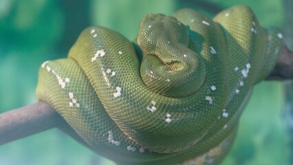 Green snake wrapped around a tree branch, green skin, photography close-up