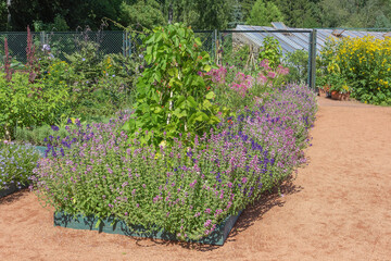 Dense thickets of clary sage, cleoma and string beans